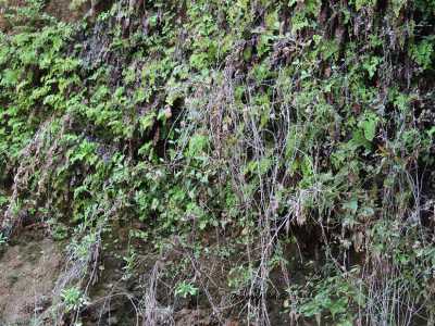La colonia di pinguicula hirtiflora � stata protetta dalla capelvenere, un tipo di selce che si � rivelato decisivo nel difendere le rare piantine dal fiume di fango